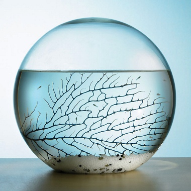 Picture of Sealed Ecosystem Globe